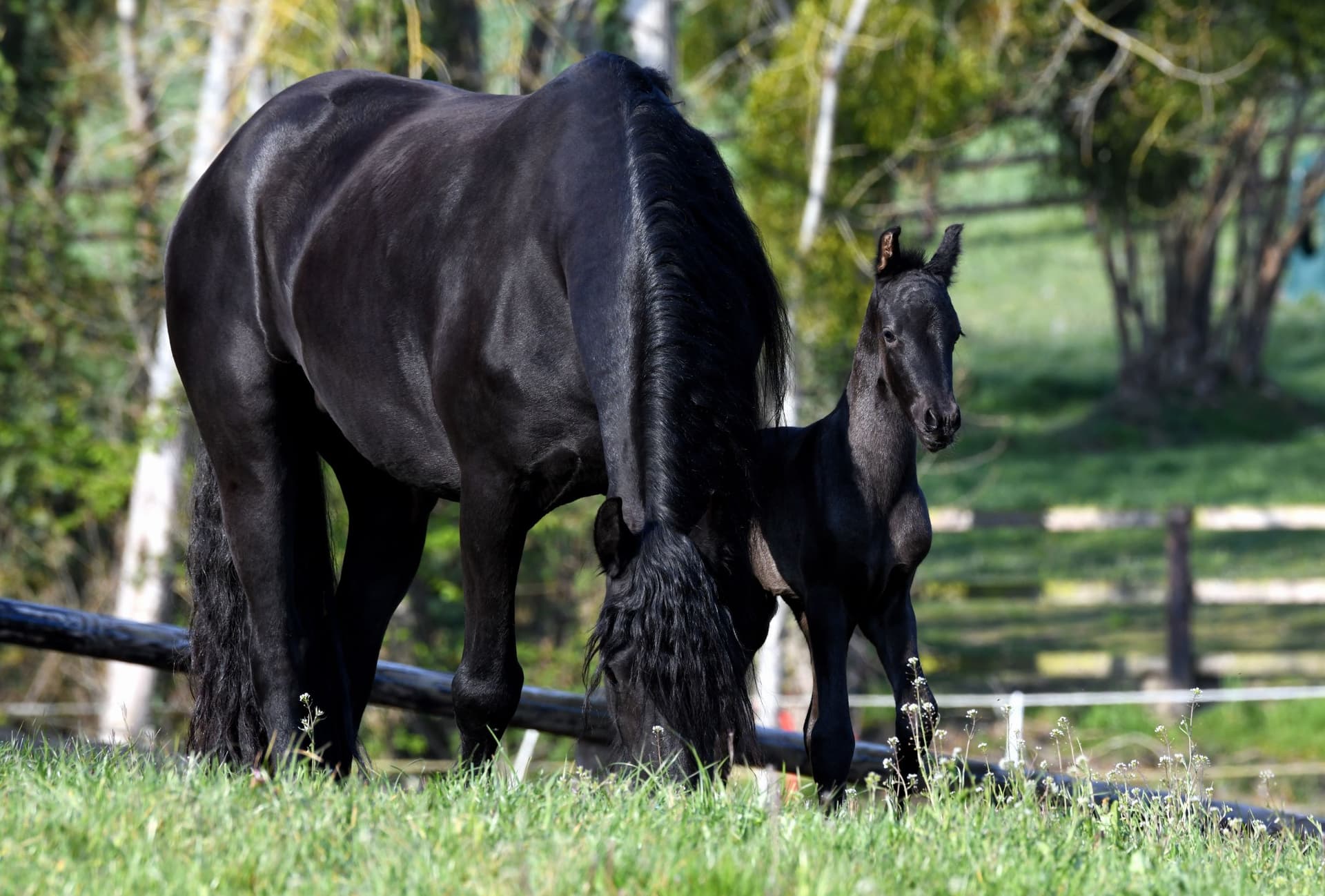 Chevaux de l'Élevage du Perche